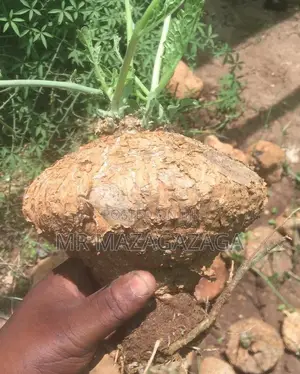 Farm Plant