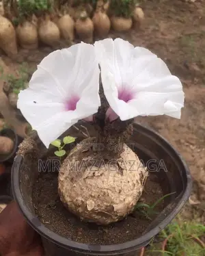 Farm Plant
