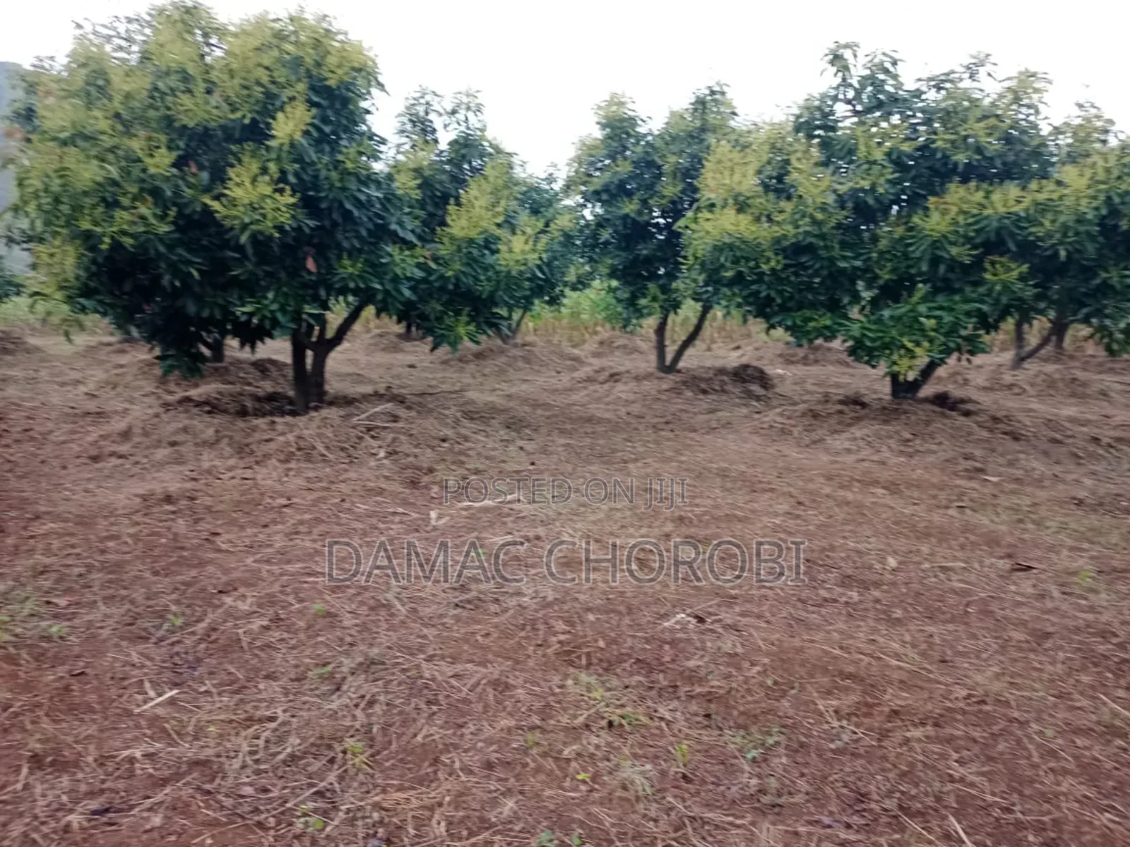 Shamba Kubwa La Palachichi Linauzwa Njombe