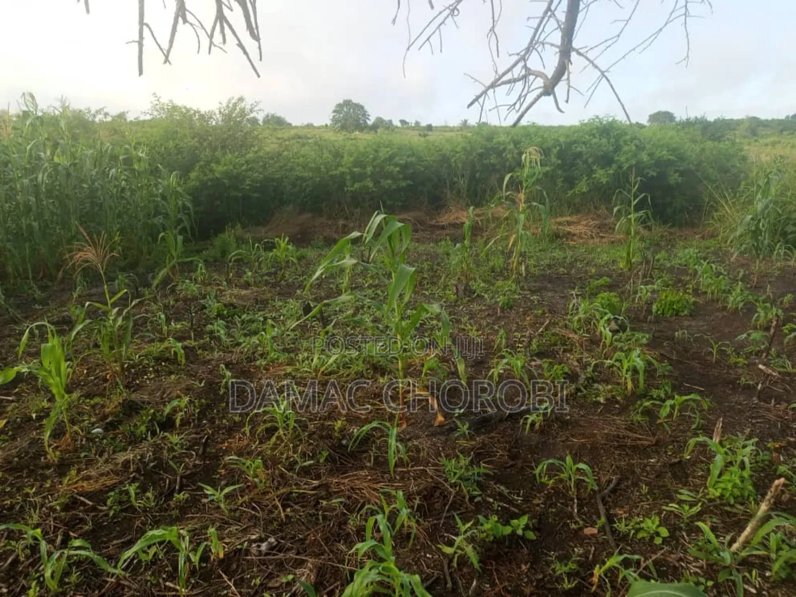 Shamba Acre 5 Zinauzwa Bago Kiwangwa