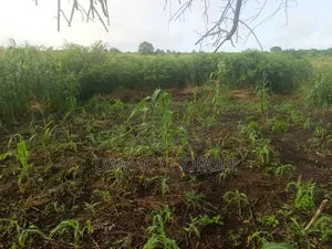 Shamba Acre 5 Zinauzwa Bago Kiwangwa