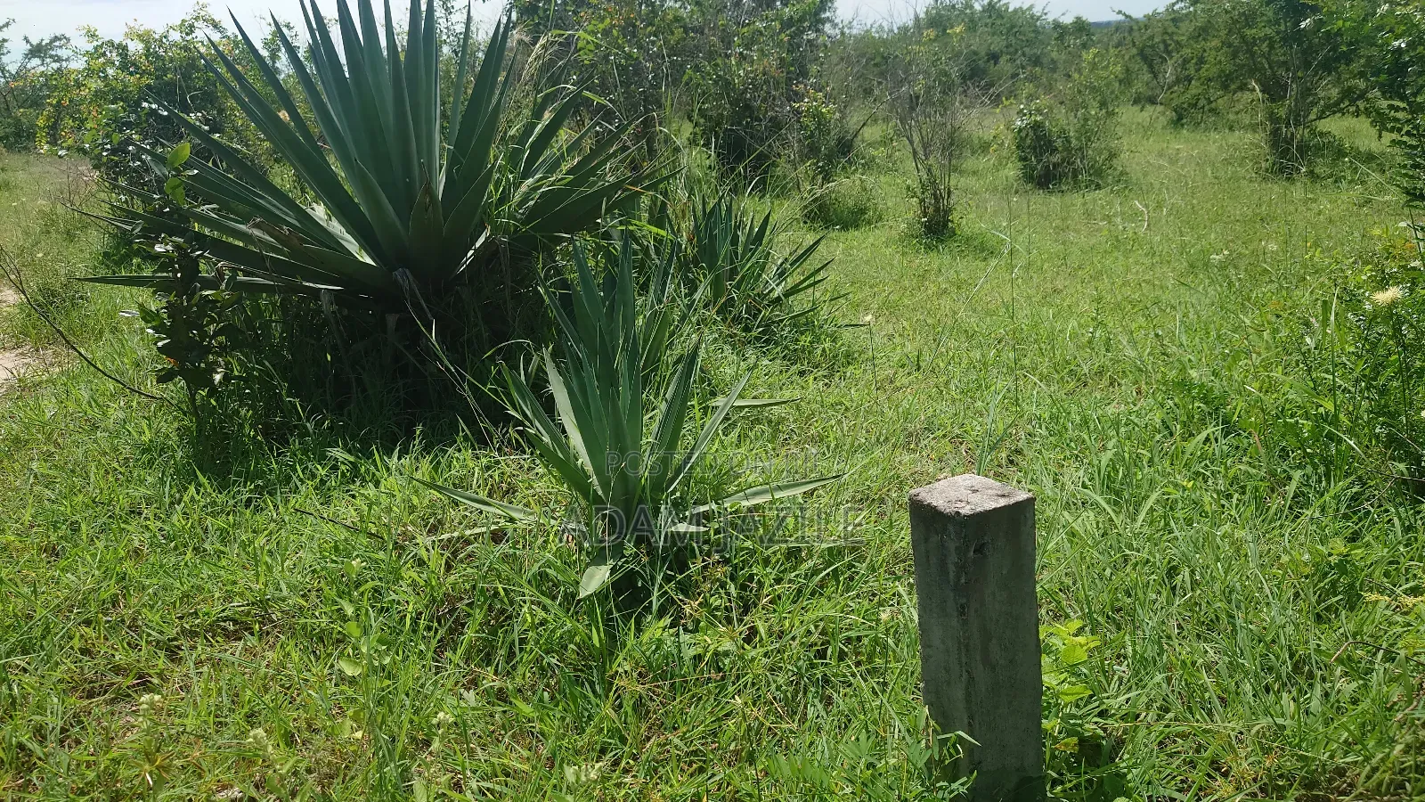 Shamba La Ekri 50 Fukayosi Bagamoyo