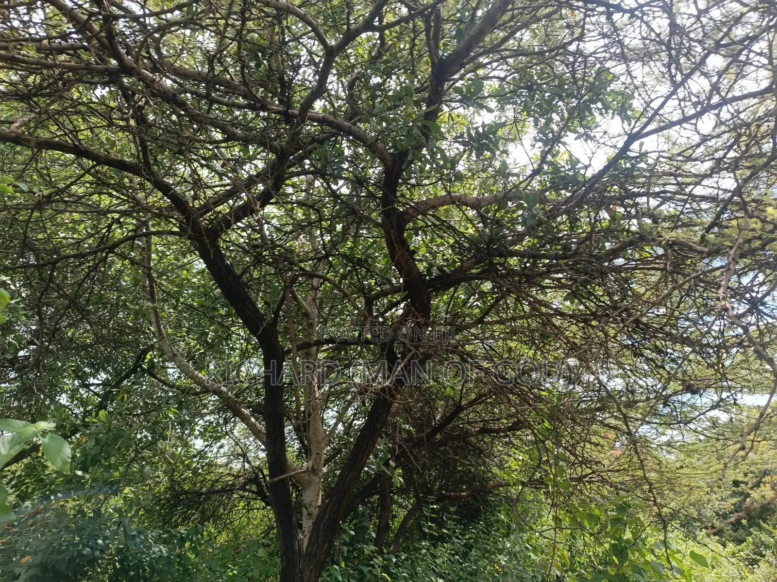 2 Acres Land in Mateves-Western Arusha for Sale