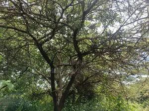 2 Acres Land in Mateves-Western Arusha for Sale