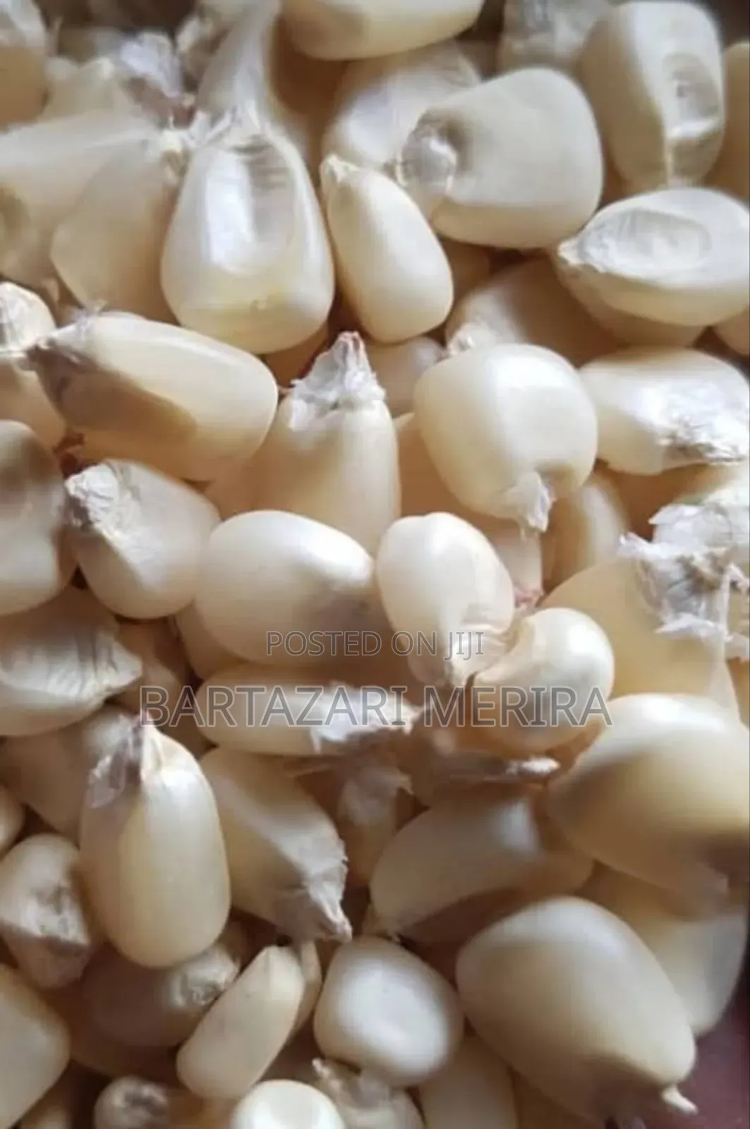 White Maize (Mahindi Meupe)