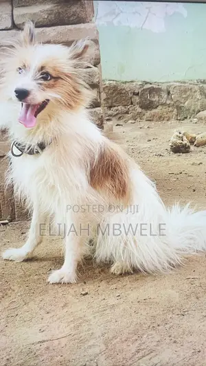Photo - 1+ year Male Mixed Breed American Eskimo