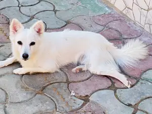 Photo - 6-12 months Female Purebred American Eskimo