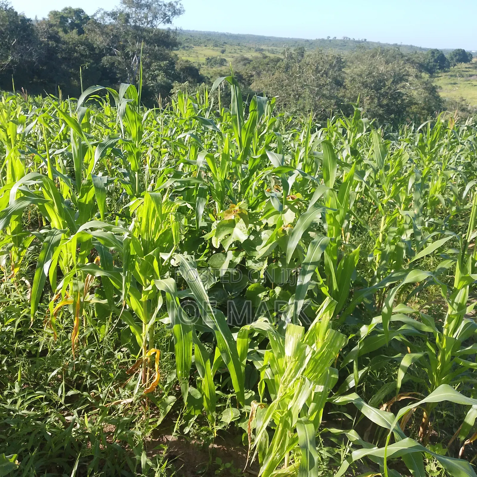 4 Acres for Sale at Kibaha