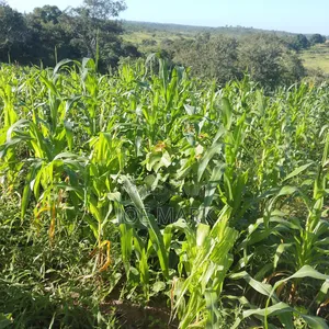4 Acres for Sale at Kibaha
