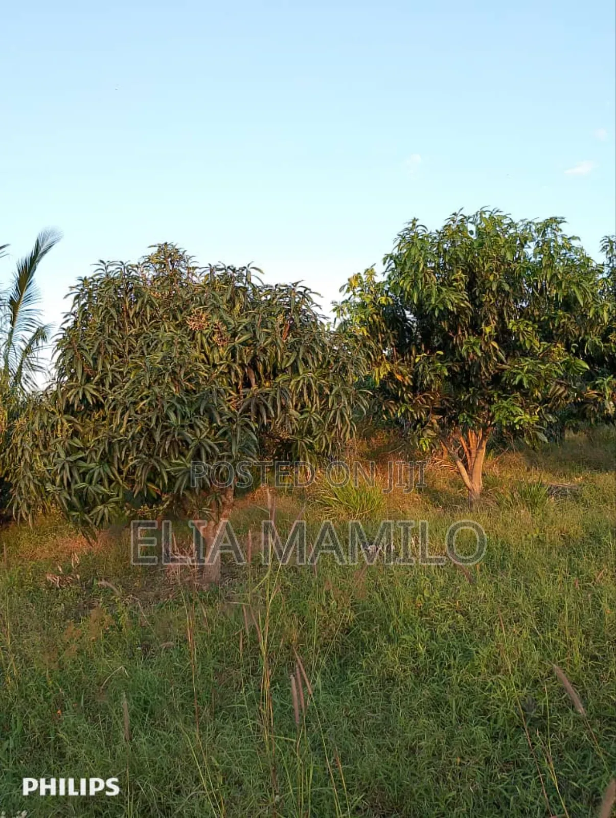 Farm for Sale, /Shamba Linauzwa