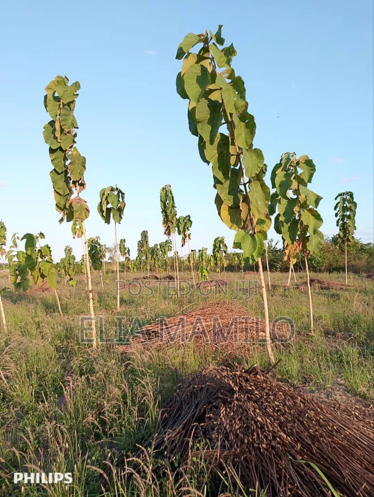 Farm for Sale, /Shamba Linauzwa
