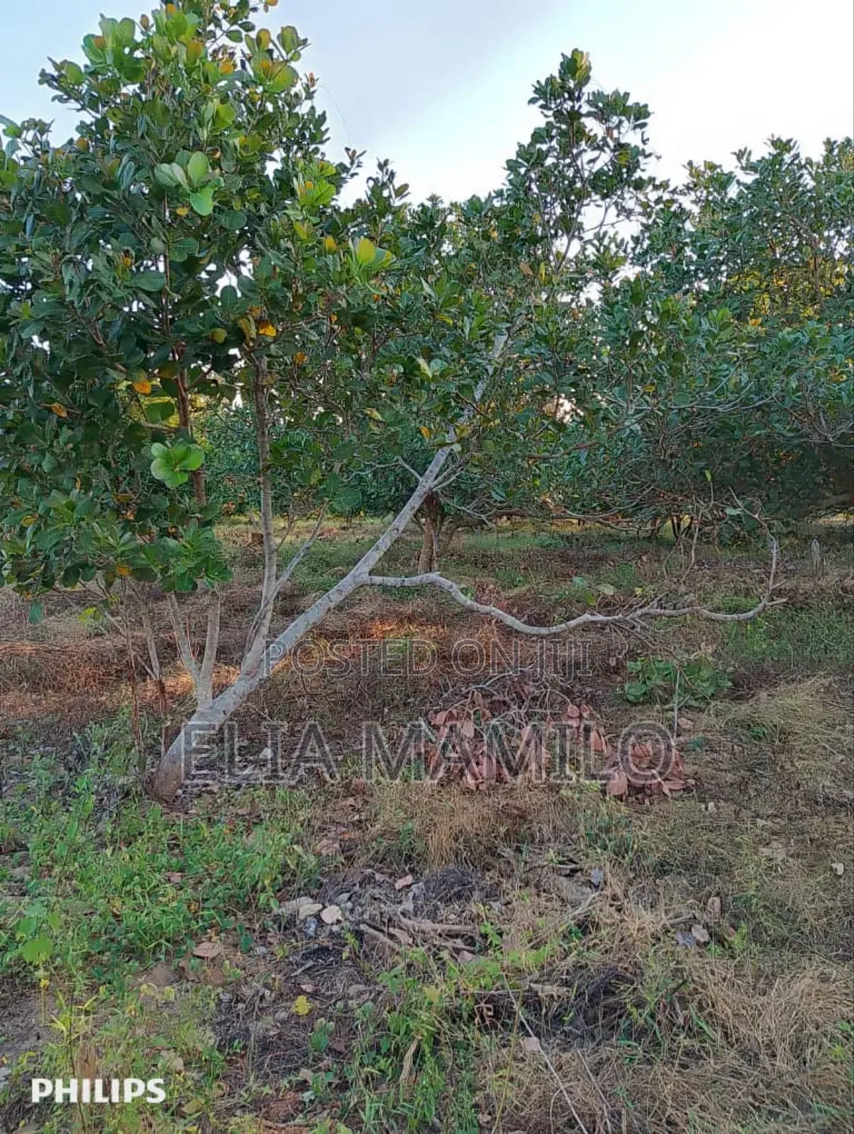 Farm for Sale, /Shamba Linauzwa