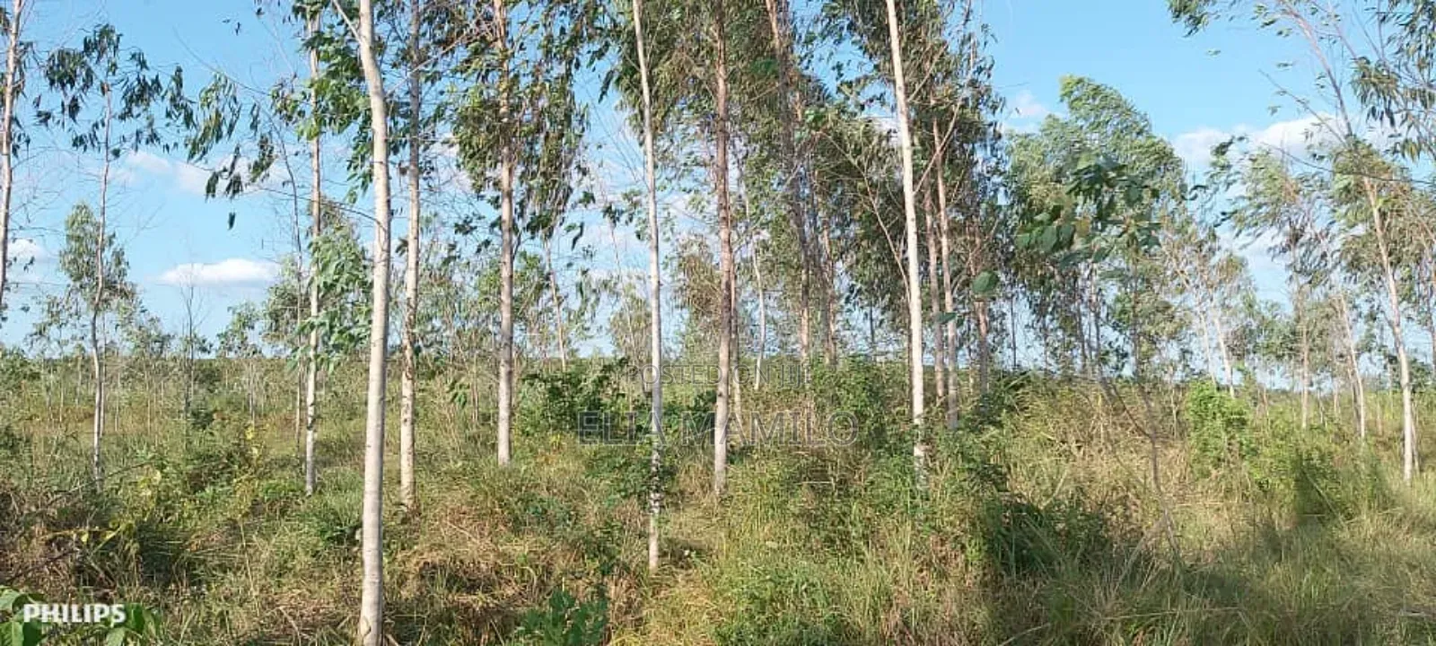 Farm for Sale, /Shamba Linauzwa