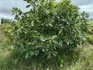 Photo - Shamba La Palachichi (Avocado)For Sale