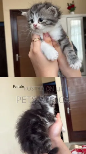 Photo - 1-3 months Male Purebred Persian
