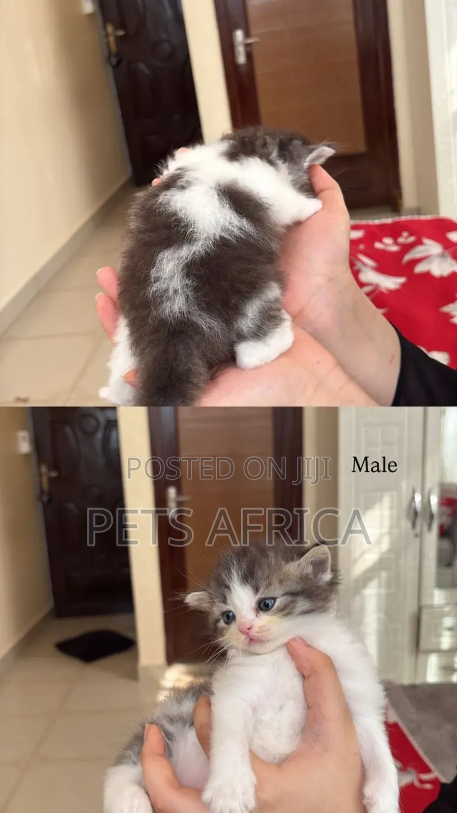 1-3 months Male Purebred Persian