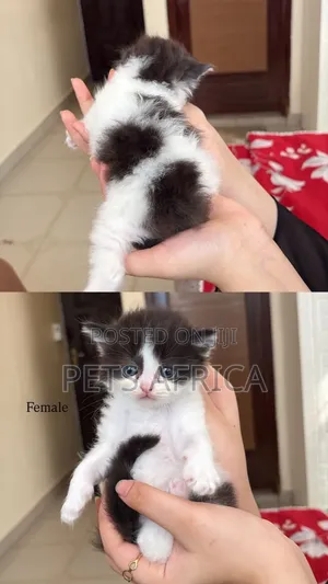1-3 months Male Purebred Persian