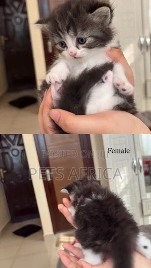1-3 months Male Purebred Persian