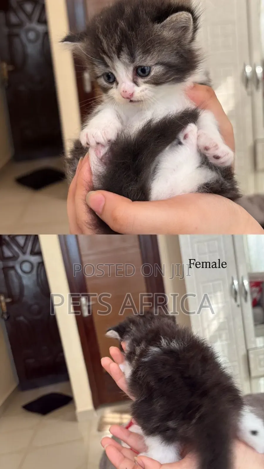 1-3 months Male Purebred Persian