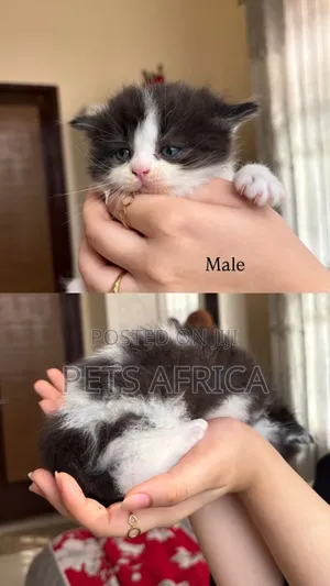 1-3 months Male Purebred Persian