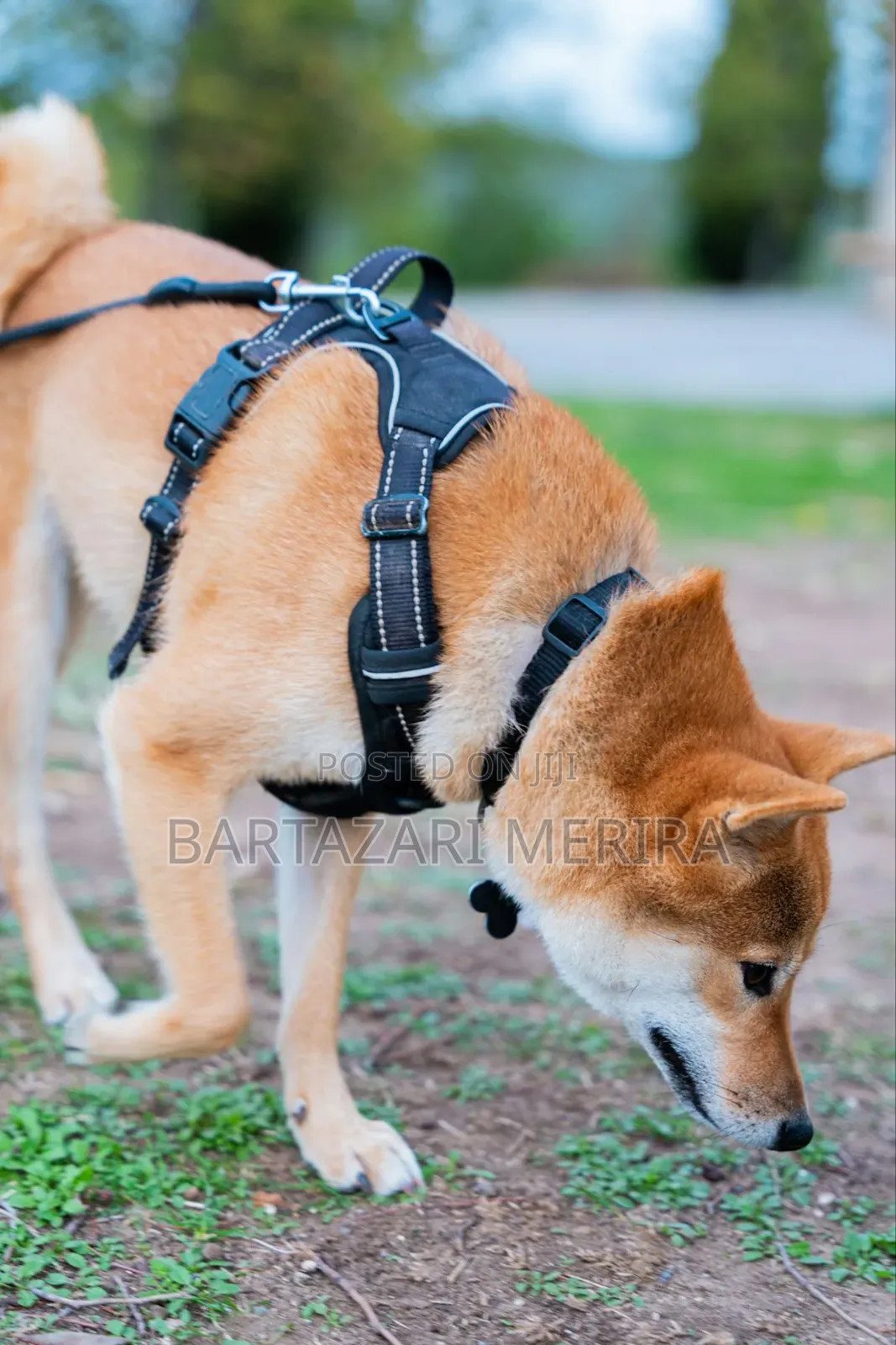 Dog Adjustable Harness (Mikanda Ya Mazoezi Kwa Mbwa)