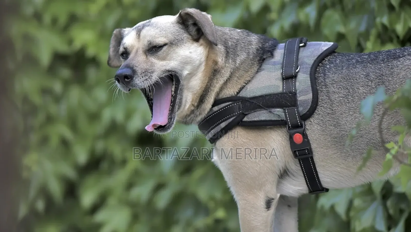Dog Adjustable Harness (Mikanda Ya Mazoezi Kwa Mbwa)