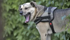 Dog Adjustable Harness (Mikanda Ya Mazoezi Kwa Mbwa)