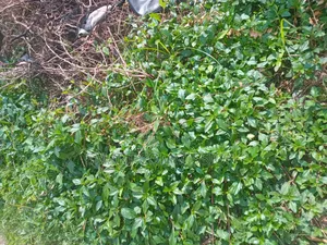 Plot of Land for Sale at Mbezi Luguruni