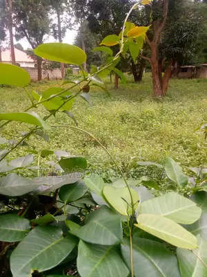 One Acre Plot at Shanty Town