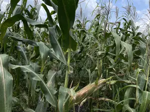 Shamba Bagamoyo