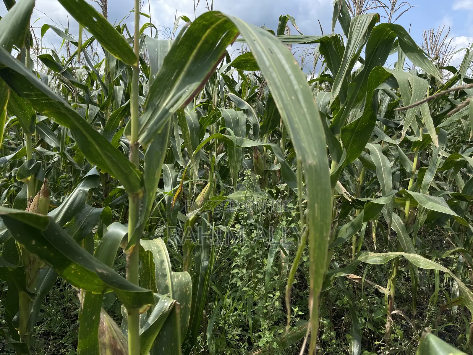 Shamba Bagamoyo