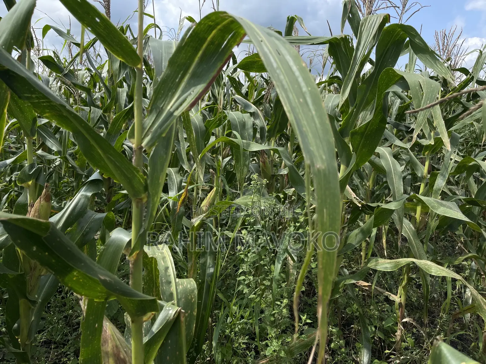 Shamba Bagamoyo