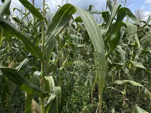 Shamba Bagamoyo