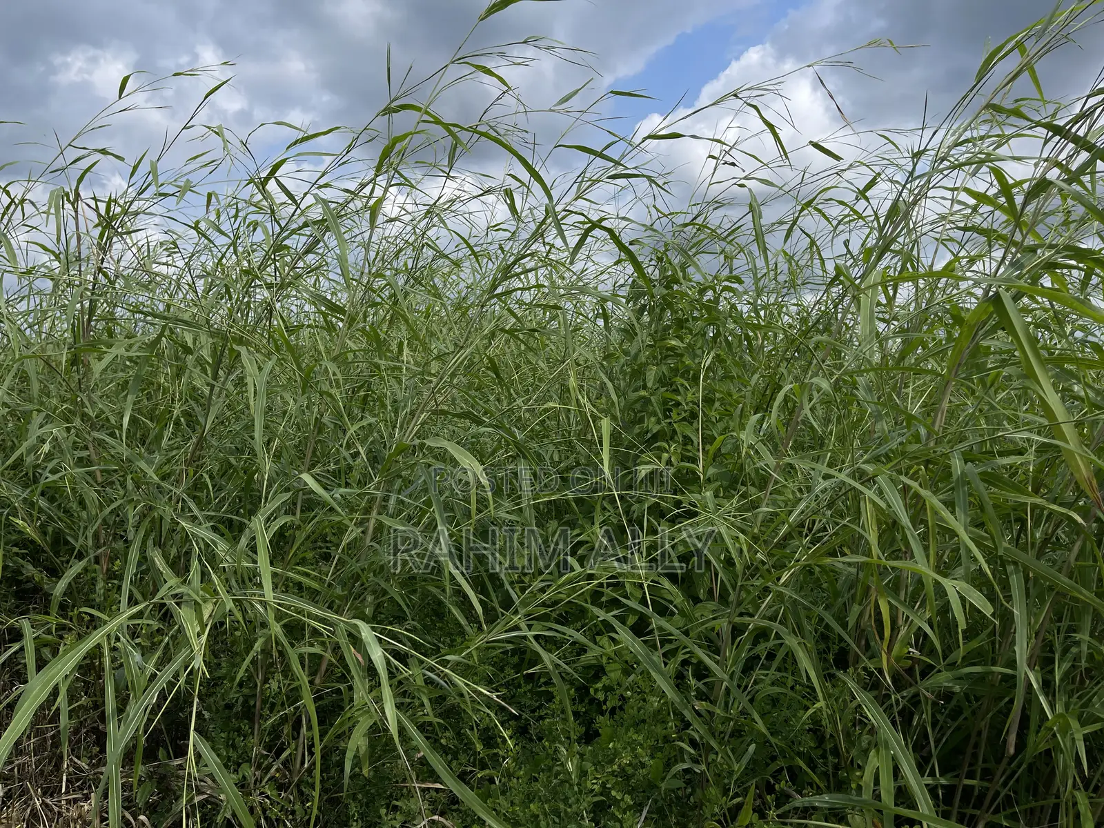 Shamba Bagamoyo
