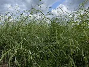Shamba Bagamoyo