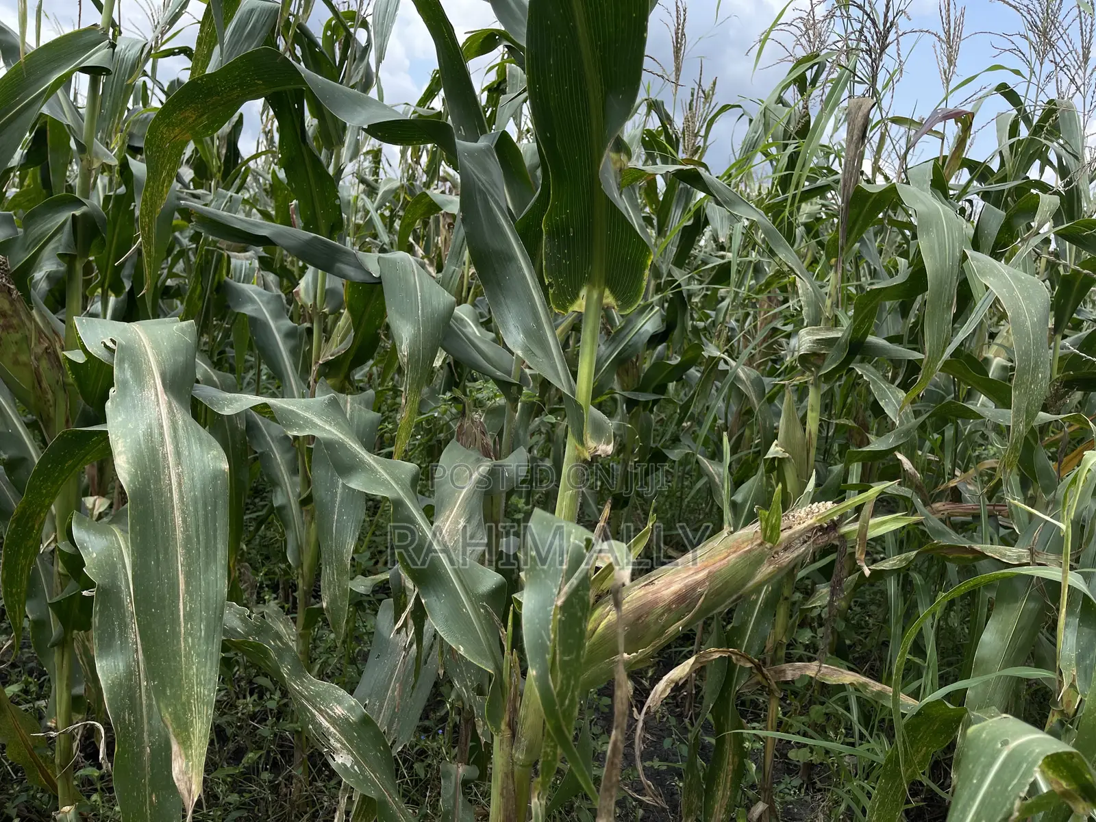 Shamba Bagamoyo