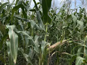 Shamba Bagamoyo