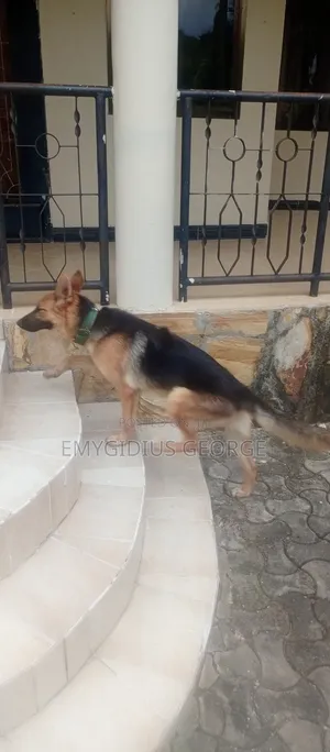Photo - 6-12 months Male Purebred German Shepherd
