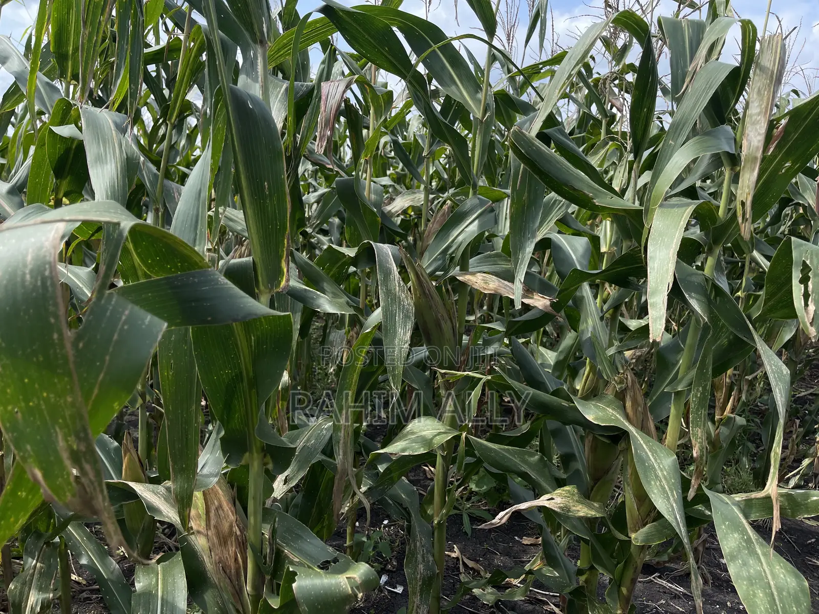 Shamba Linauzwa Kiwangwa Eka 30