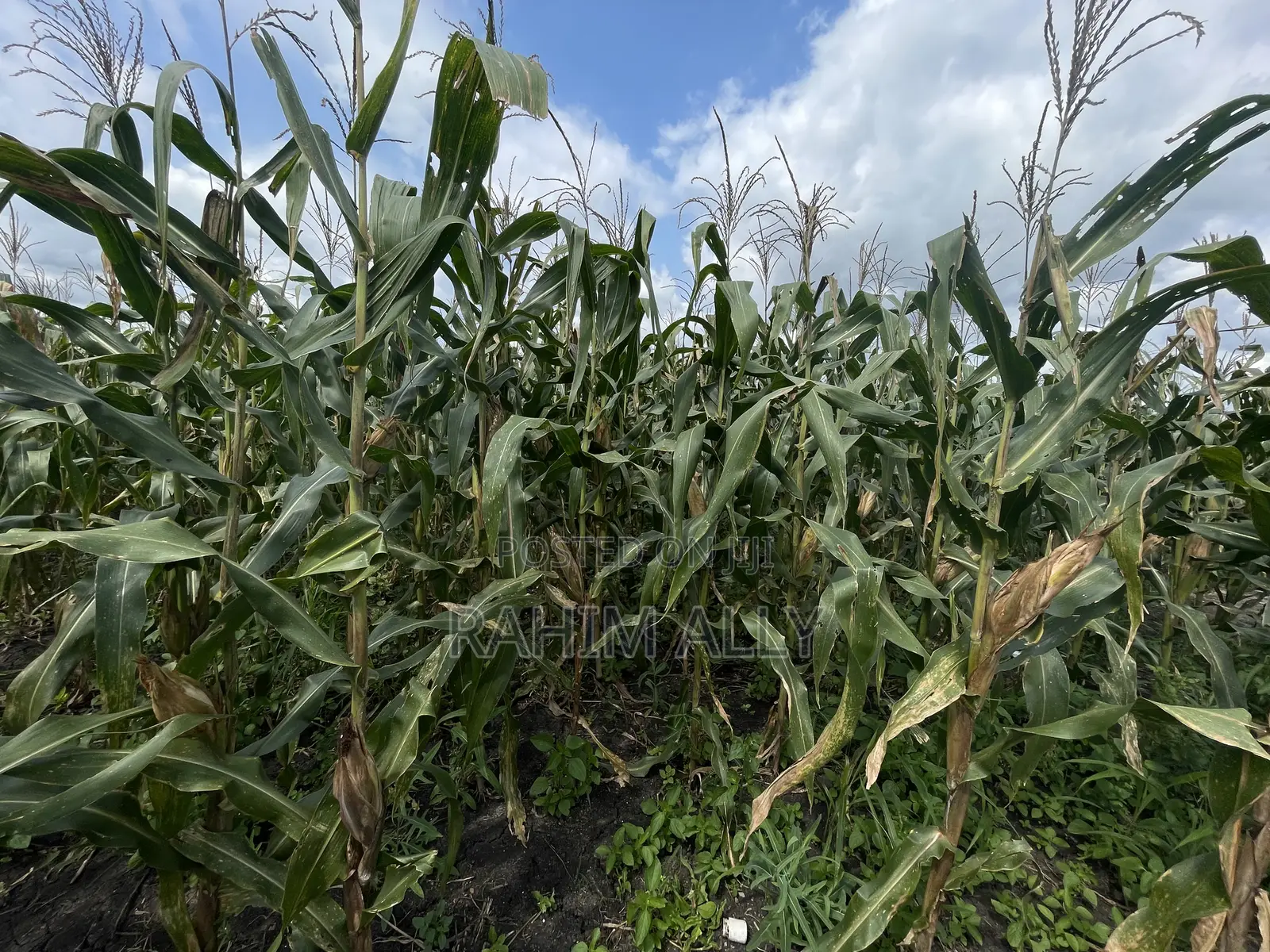 Shamba Linauzwa Kiwangwa Eka 30