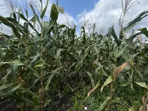 Shamba Linauzwa Kiwangwa Eka 30