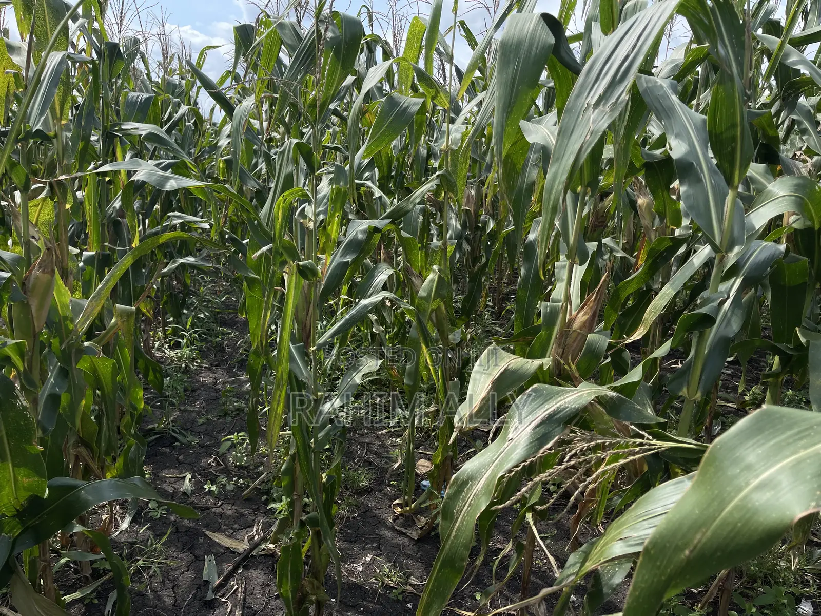 Shamba Linauzwa Kiwangwa Eka 30
