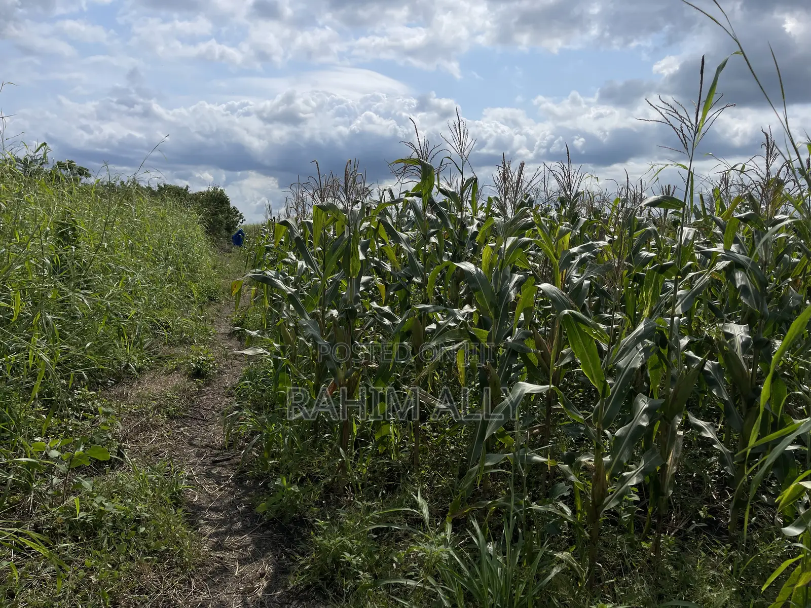 Shamba Linauzwa Kiwangwa Eka 30
