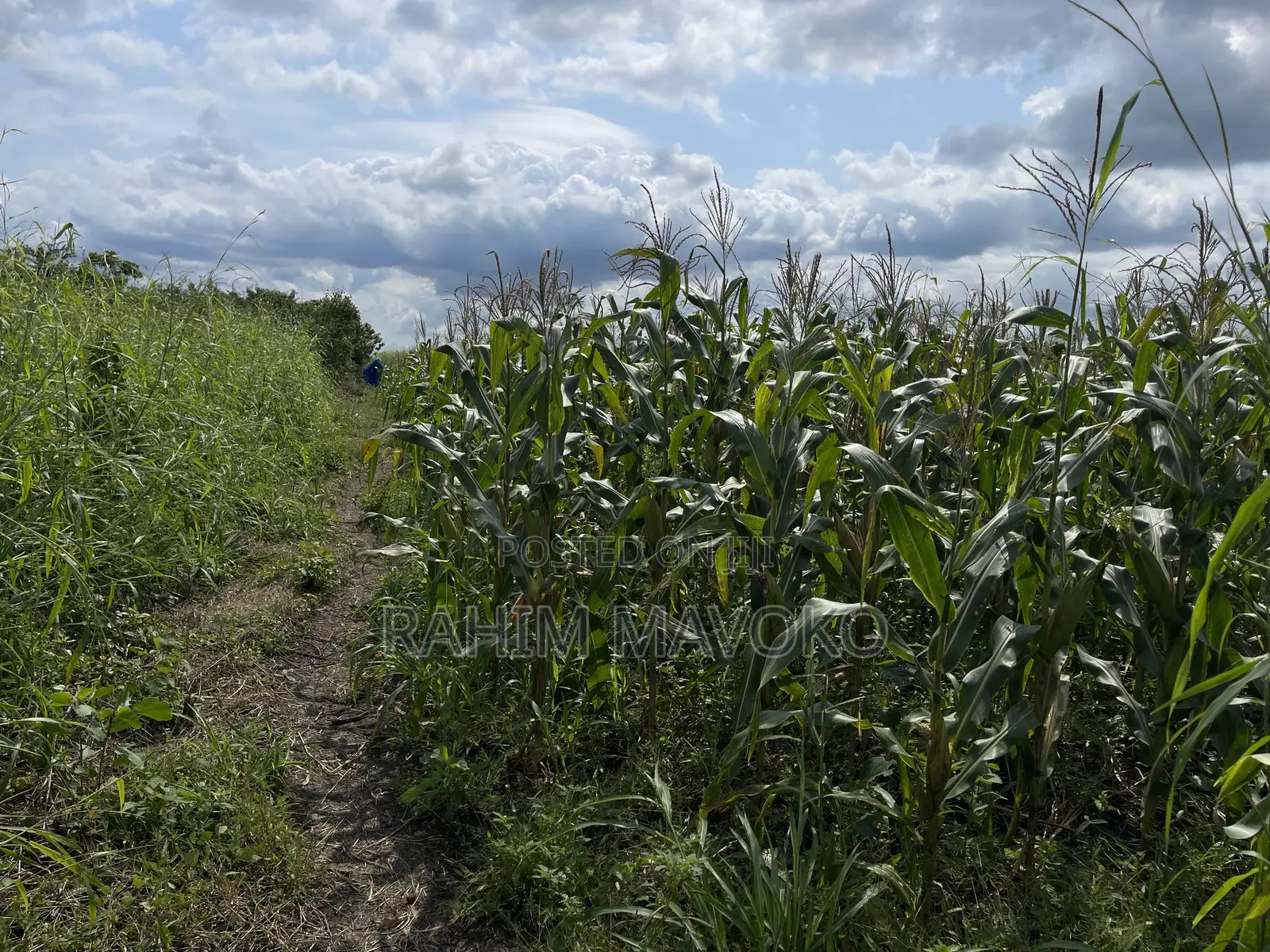 Shamba Linauzwa Kiwangwa Eka 30