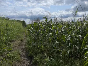 Shamba Linauzwa Kiwangwa Eka 30