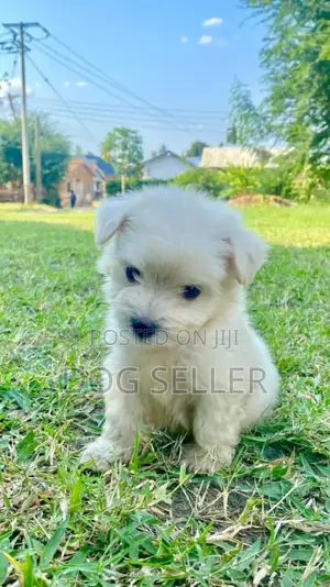 Photo - 1-3 months Female Purebred Maltese