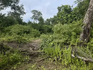 Land for Sale Kiwangwa