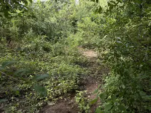 Land for Sale Kiwangwa