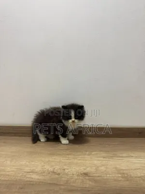 Photo - 1-3 months Male Purebred Persian