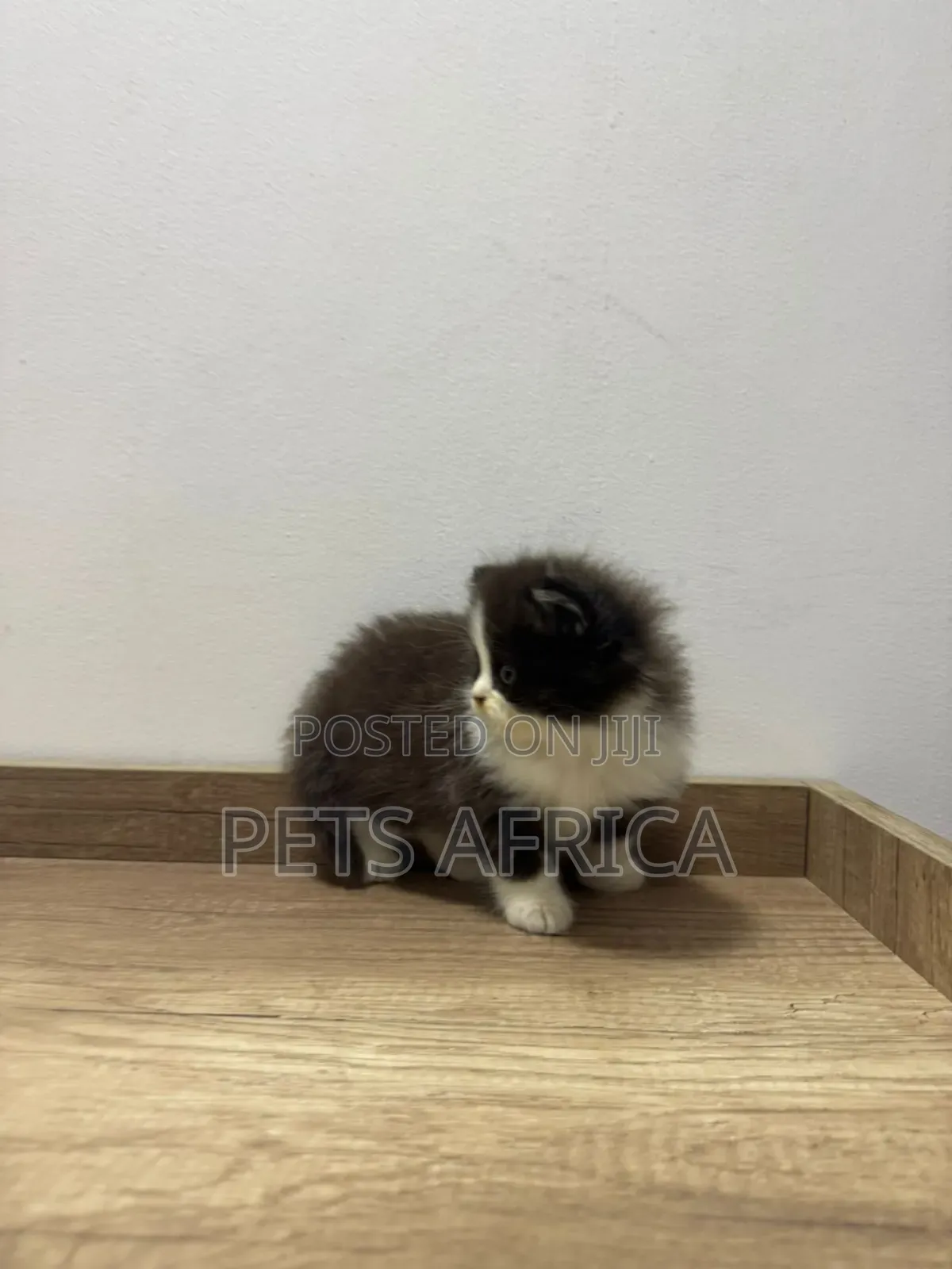 1-3 months Male Purebred Persian